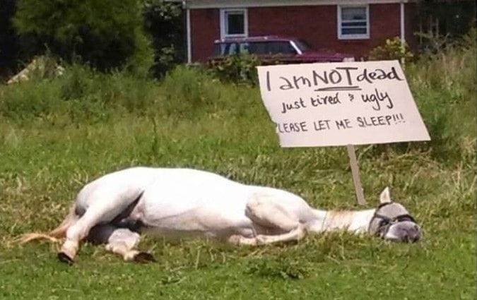 horse on ground with sign that says 'i am NOT dead just tired & ugly. LET ME SLEEP!!!!