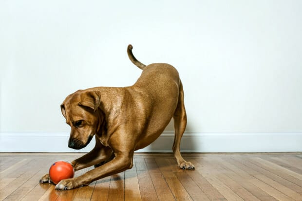 animal camera playdate