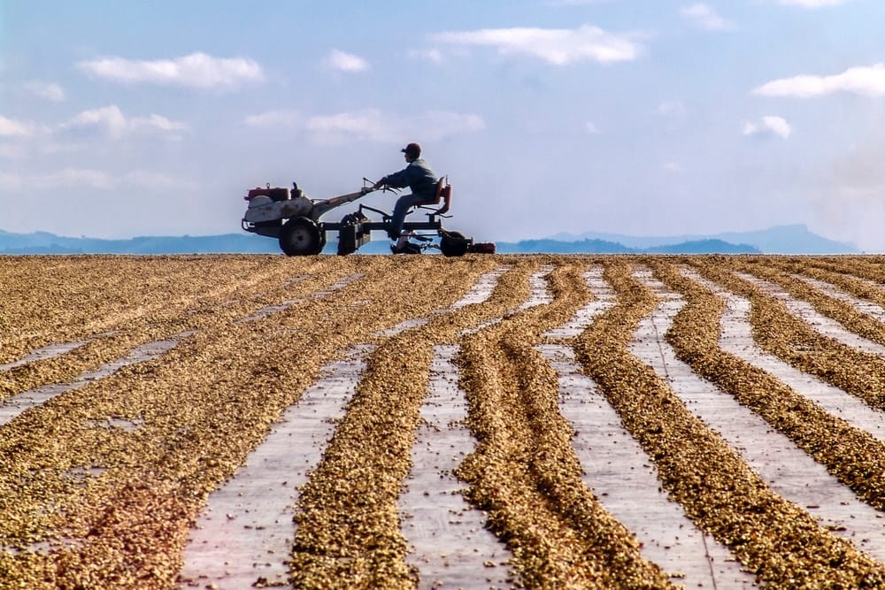Brazil is the leading supplier of coffee to the United States, a product that some analysts believe could be exempt from the looming 50% tariffs. Photo: Alf Ribeiro/Shutterstock
