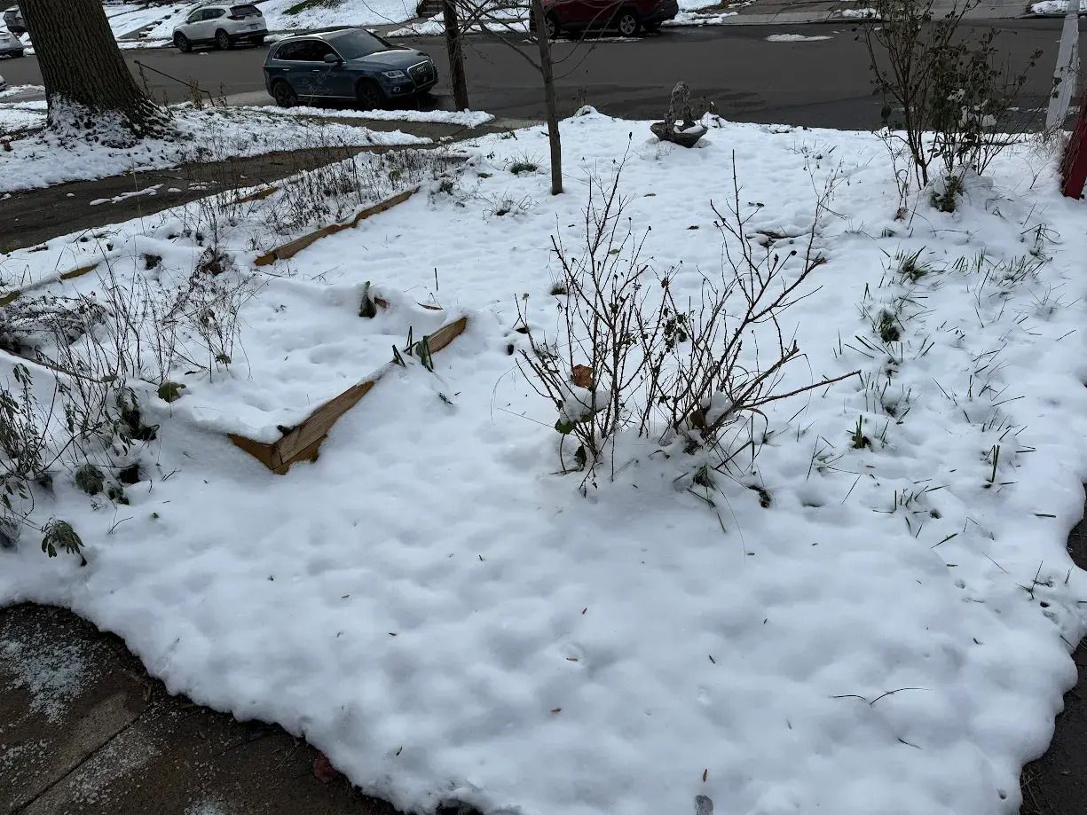 Picture of accumulated snow and some leafless plants. 