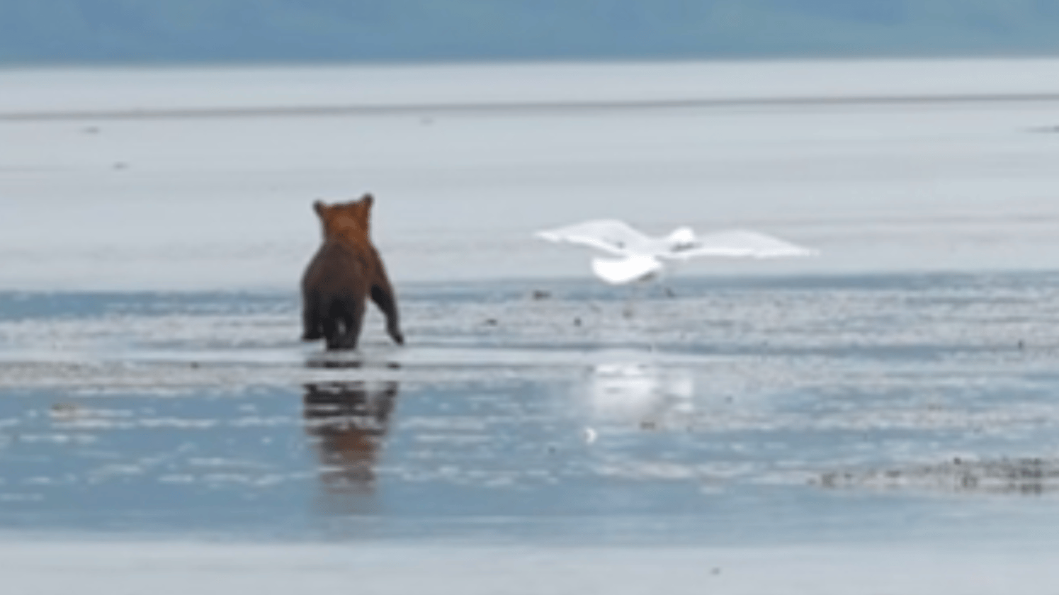 Distant view from behind of a brown bear cub running in the same direction as a seagull on an Alaskan beach