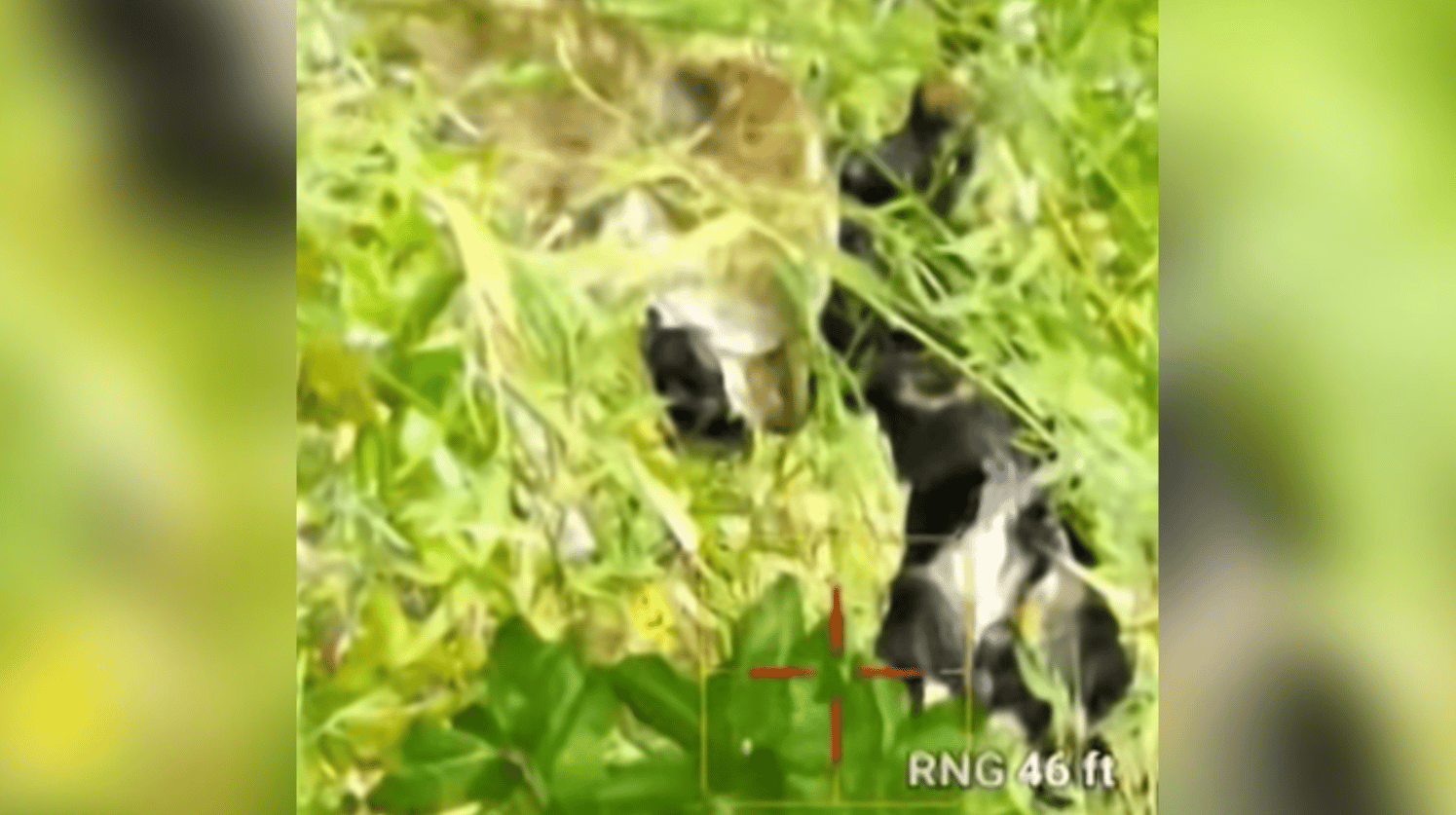 Drone footage showing a dog and a coyote fighting in a grassy area