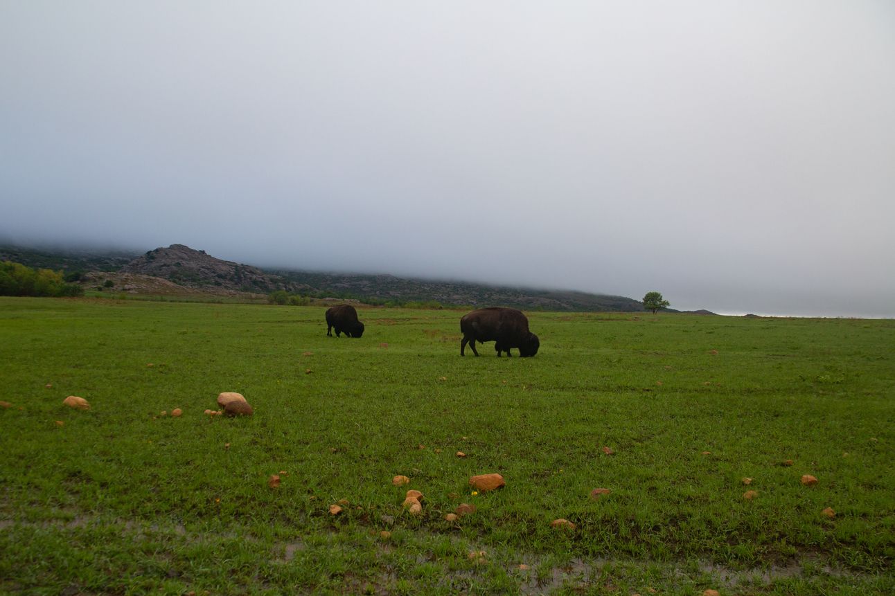 Two buffalo graze a green field with a grey misty sky behind them.