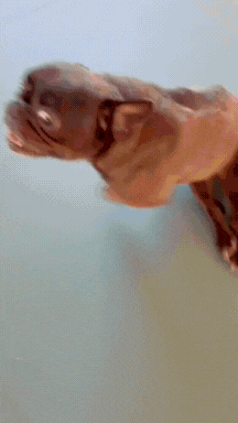 This Is What Hope Looks Like Freida Rolls Into Joy at the National Mill Dog Rescue