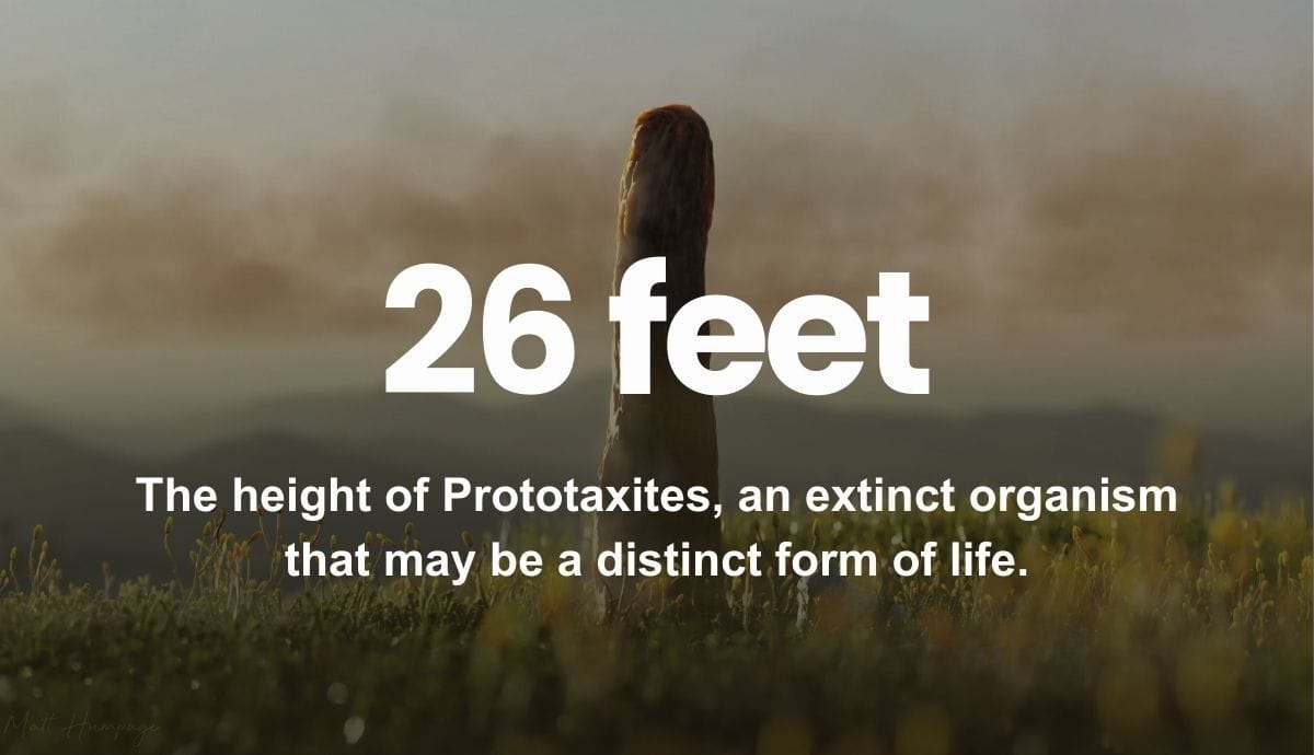 26 feet - The height of Prototaxites, an extinct organism that may be a distinct form of life.