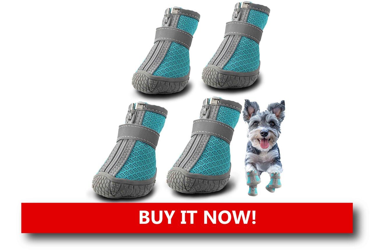 Soft Indoor Booties or Paw Protectors Alt text: A dog wearing knit indoor booties with rubber soles, standing on a hardwood floor near a holiday-decorated corner.