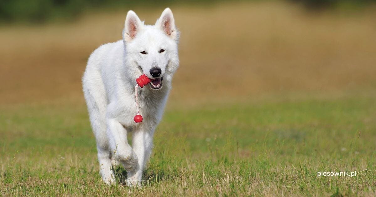 biały owczarek szwajcarski niosący zabawkę w pysku