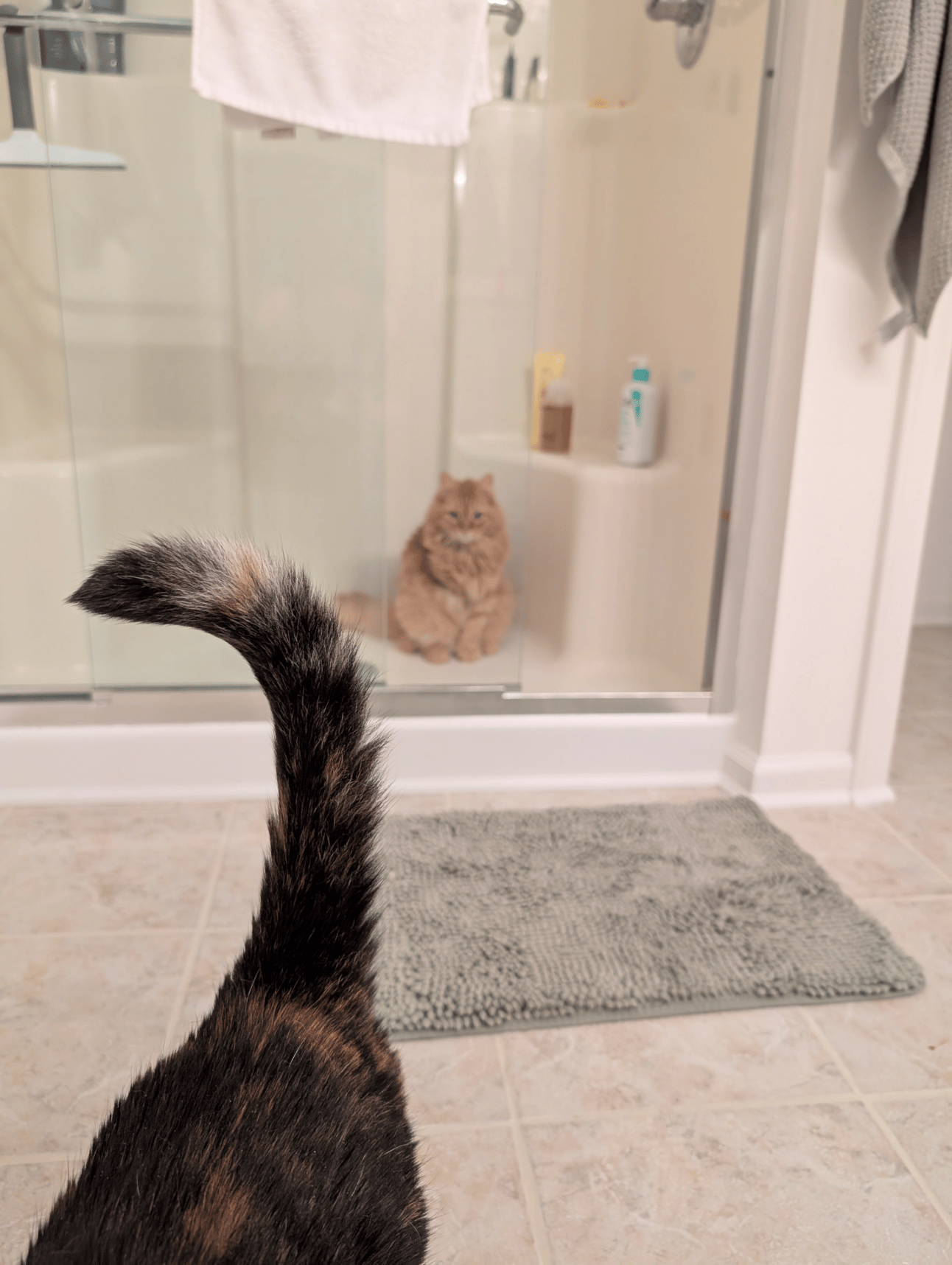 Fiona the cat photo bombing Wallace the cat while he sits in the shower