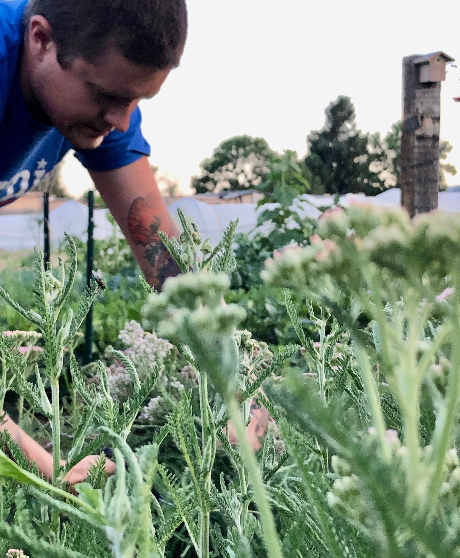 Man in blue shirt leans over to harvest yarrow flowering stalks in a gardenn