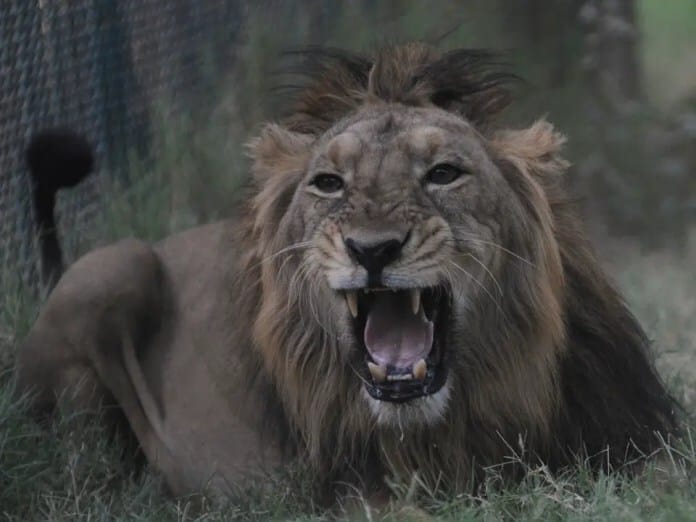 Ambar, an Asiatic lion, snarls in his open enclosure at the Kamla Nehru Zoological Garden in Ahmedabad on April 1, 2012. India's Gujarat state government in 2010 reported that some 411 Asiatic lions were sighted in the Gir forest - the only place the species is found in the wild - from 359 in the last census conducted in 2005. AFP PHOTO / Sam PANTHAKY (Photo credit should read SAM PANTHAKY/AFP/Getty Images)