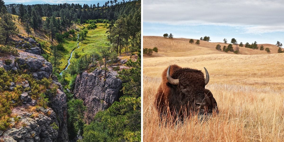 a national park and a buffalo