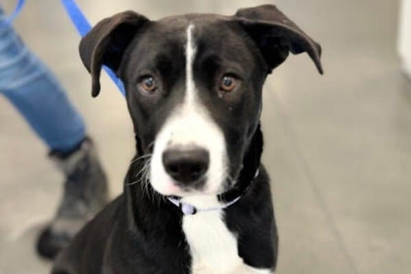 peanut Butter is the FresYes Totally Adoptable Pet of the Week!