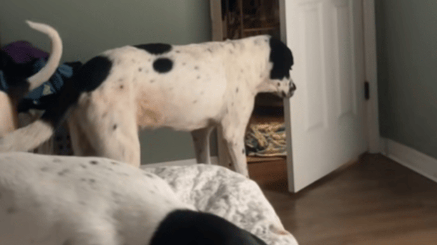 A large dog that's mainly white and has dark spots stands at an open door, readying himself to do something. Another dog's tail can be seen as he passes him. A third dog is laying on a bed that can only be seen a bit in this image
