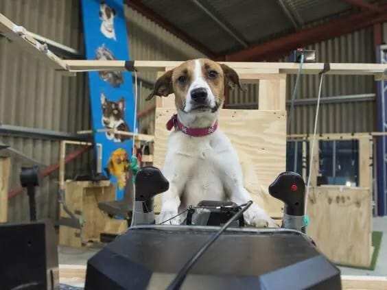 Dogs-Might-Fly2