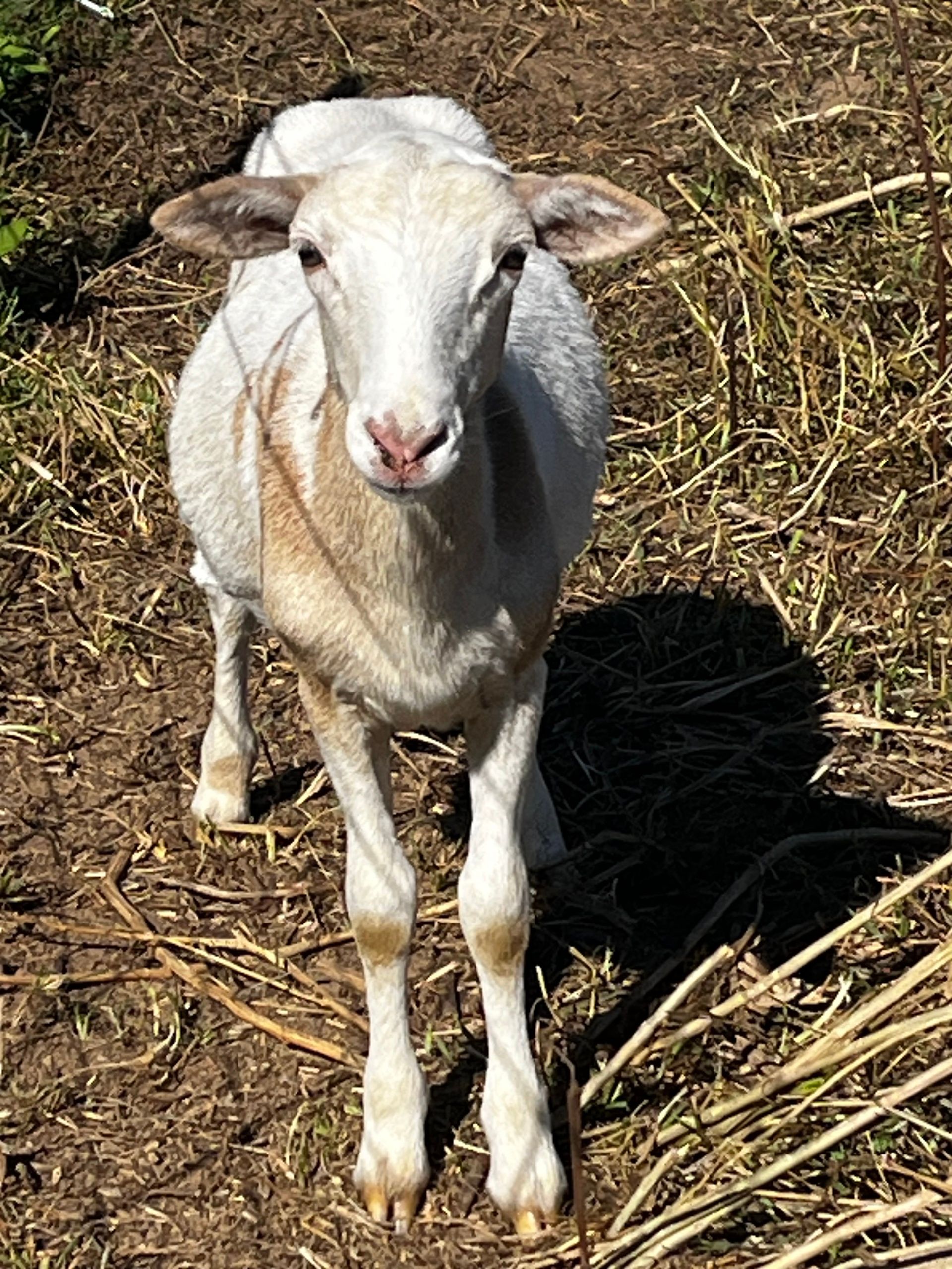 a white lamb stands looking directly at the camera. It has knobby knees. All vegetation around it is brown.