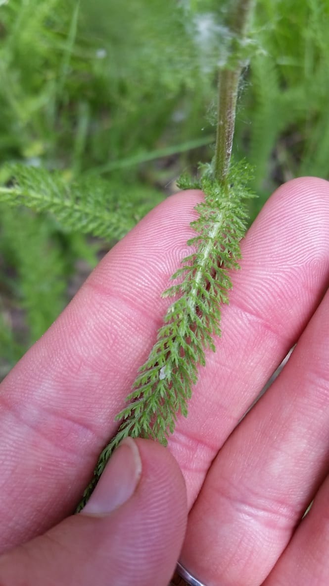 Hand hold Yarrow leaves to show the feathery leaves
