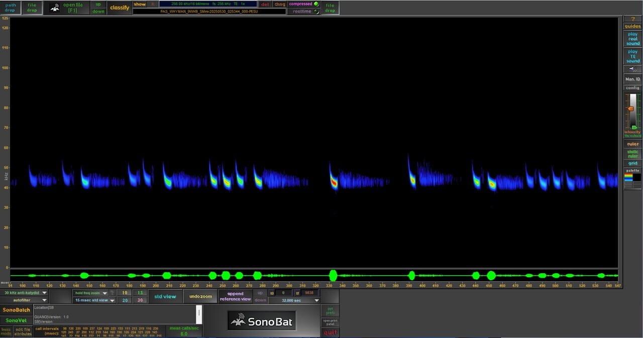 a spectrogram - Spectrogram recording: x axis=time (milliseconds) / y=frequency (kHz). Amplitude is represented along the bottom as green circles and lines. The sounds the bat made are represented by comma-shaped blue and white markings across the middle of the screen. These are imposed on a black background.