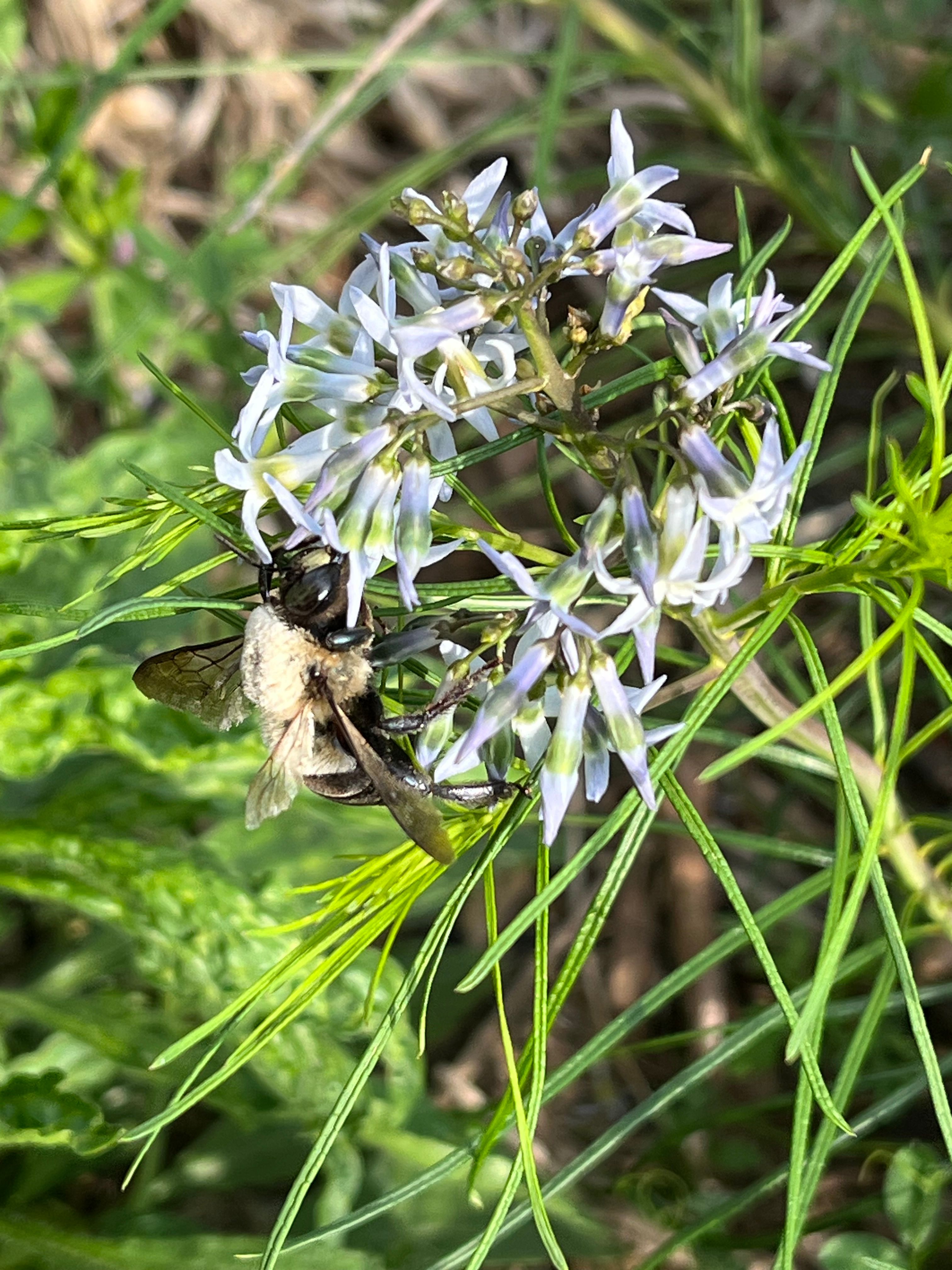 white star-shaped flowers being visited by a carpenter bee. leaves are thin almost like pine needles