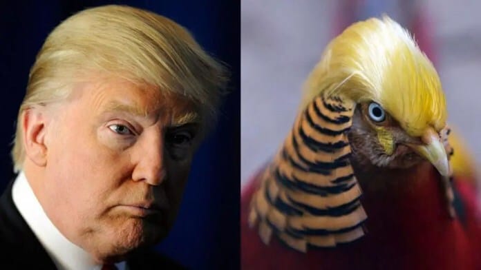 trump_pajarraco