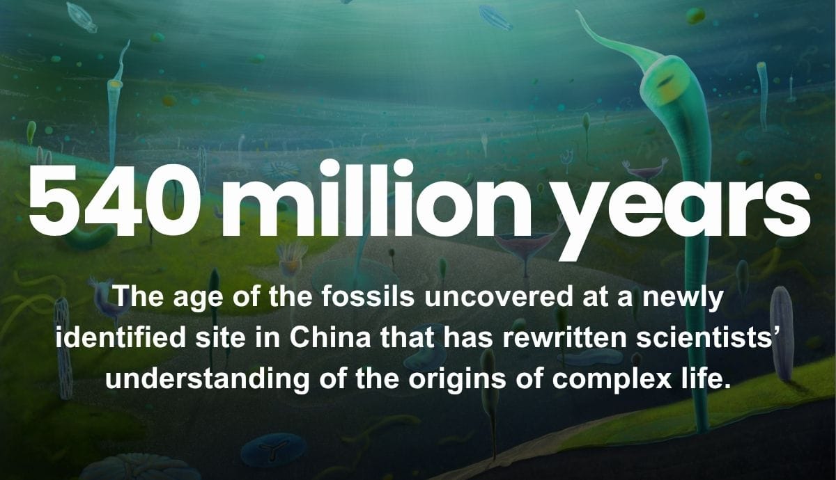 540 million years - The age of the fossils uncovered at a newly identified site in China that has rewritten scientists’ understanding of the origins of complex life.