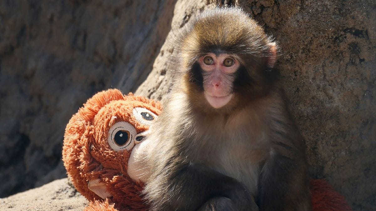 A baby monkey sits in front of a stuffed orangutan toy.