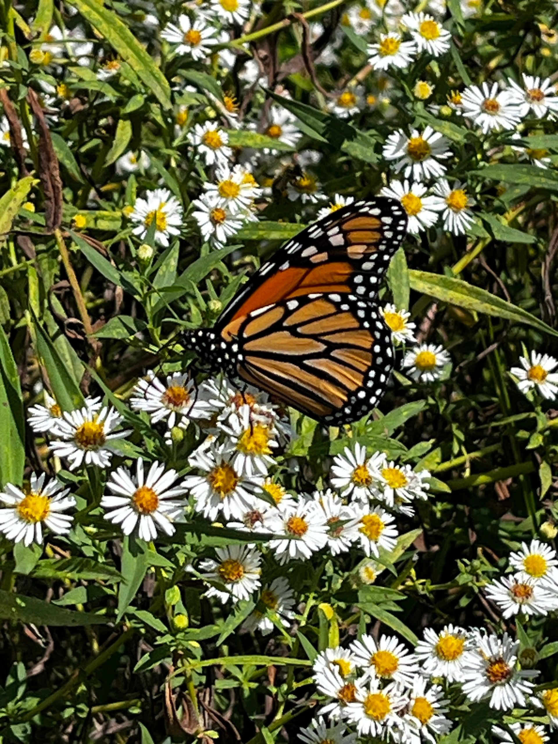monarch butterfly close up feeding on flower of daisy fleabane. Looks like mini-daisy with orange center and skinny white petals tightly gathered around. Many such flowers in background fill the frame.