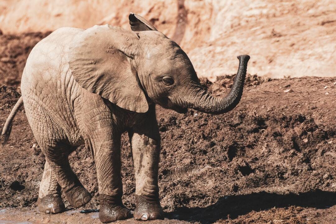 baby elephant with crossed back leg