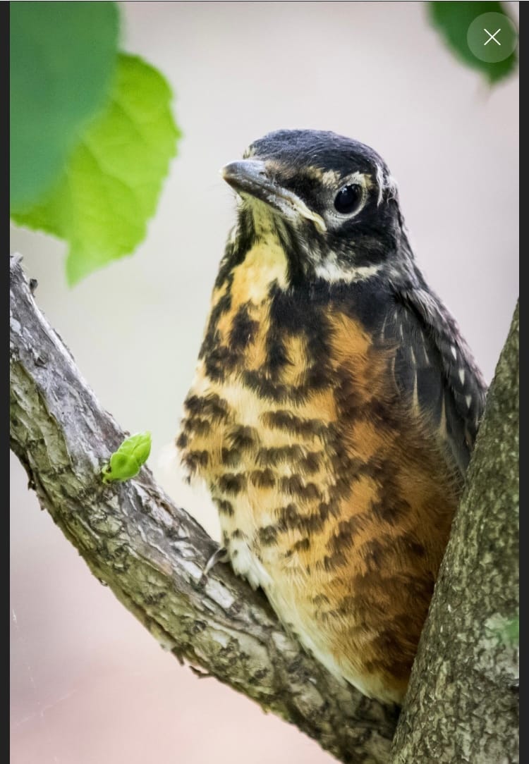 A robin sits in the crook of a small tree's branches. Instead of a red breast, it's belly is yello with lots of brown spots.