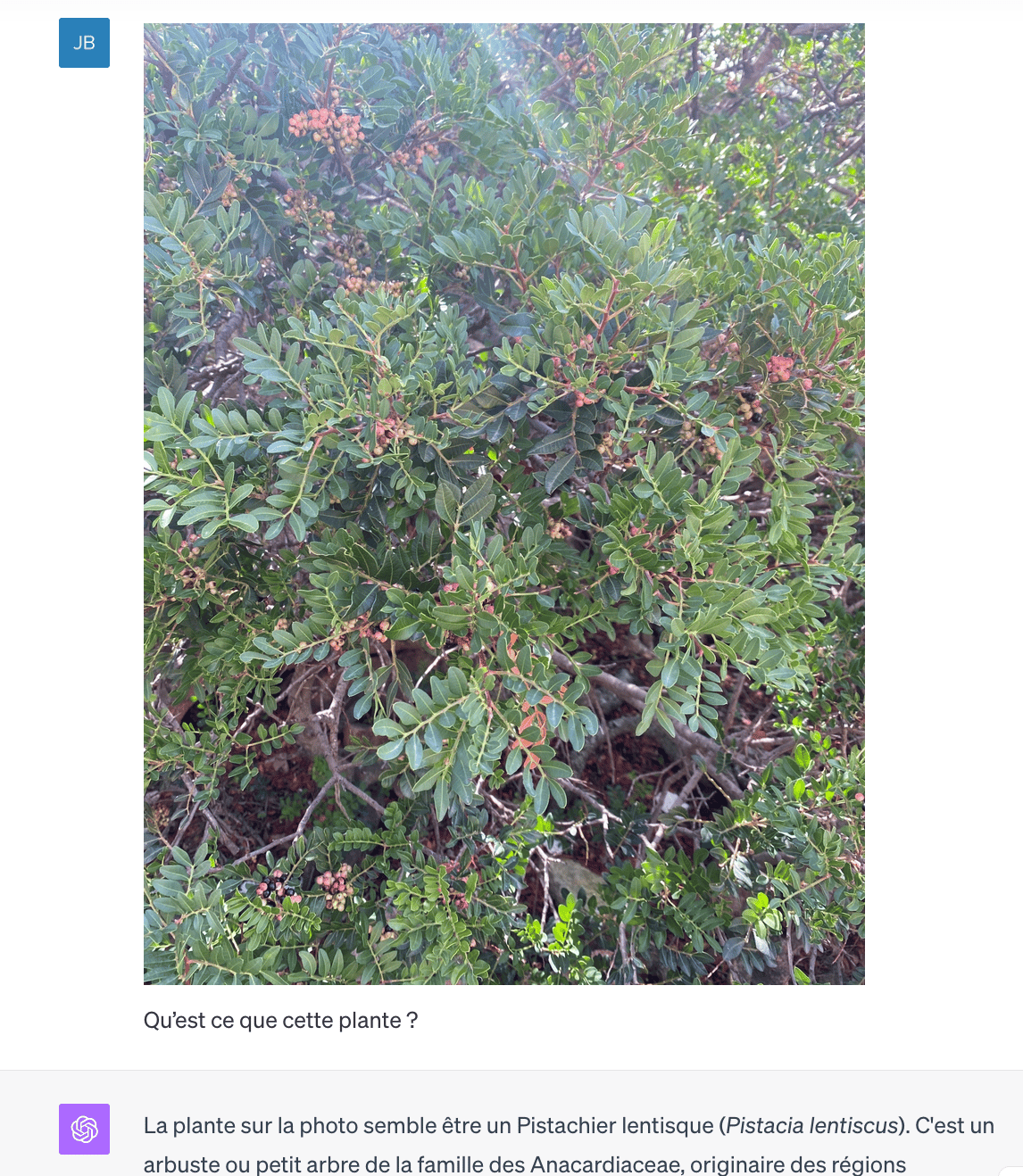 Prompt Chat GPT pour connaître une plante