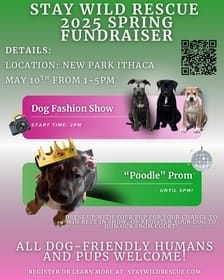 Dog Fashion Show & “Poodle Prom”