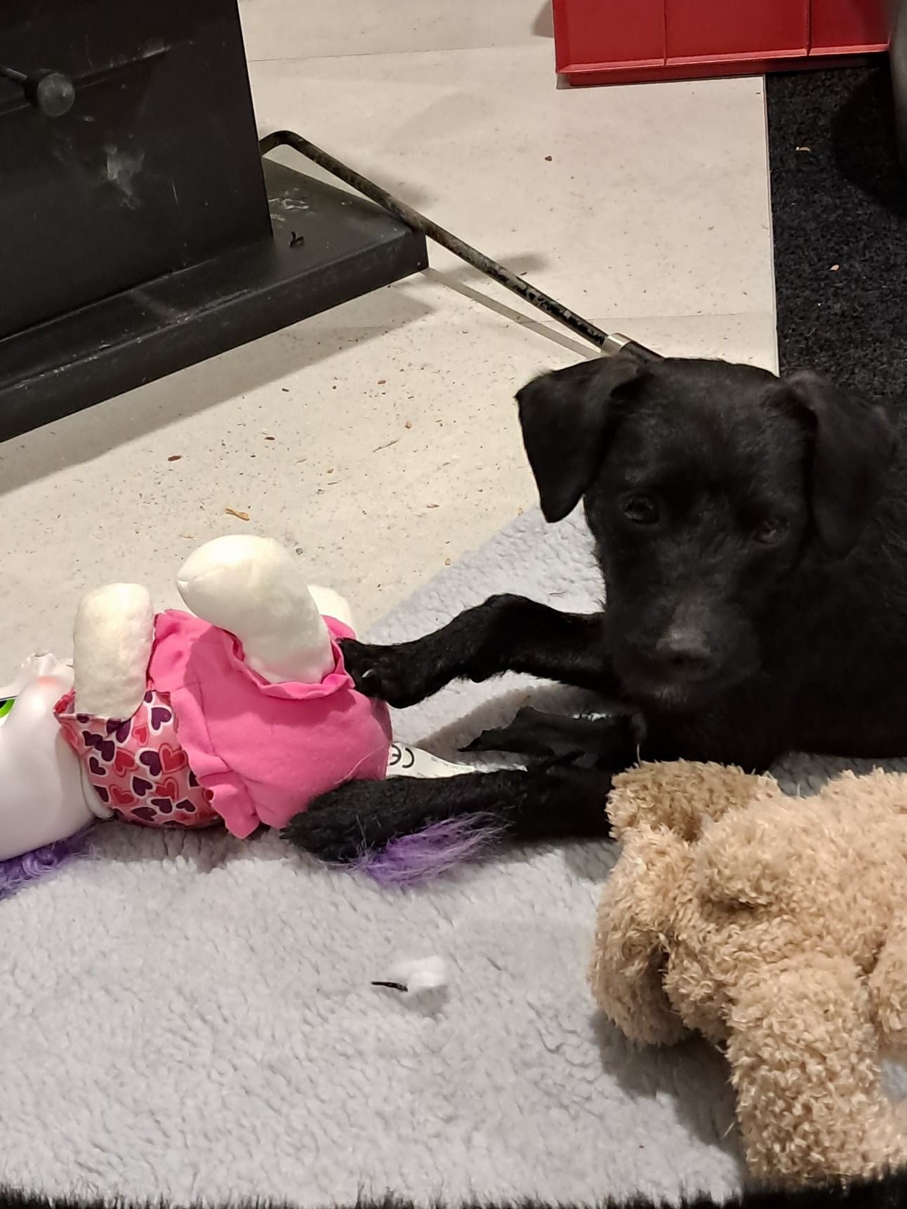 Pet of the Week – Meisie