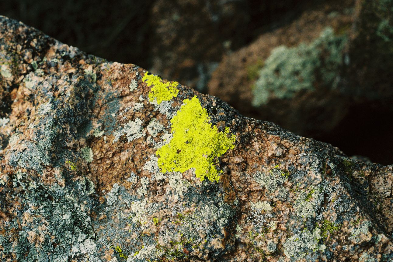 A patch of neon-green lichen on the edge of a grey/brown granite rock.