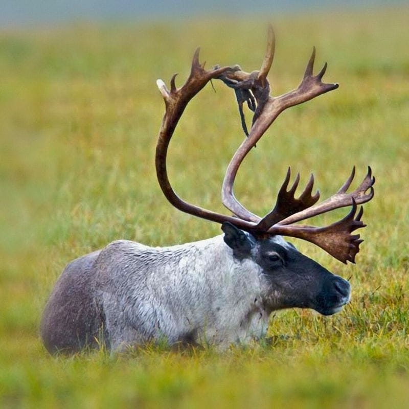 caribou outside in the grass lounging