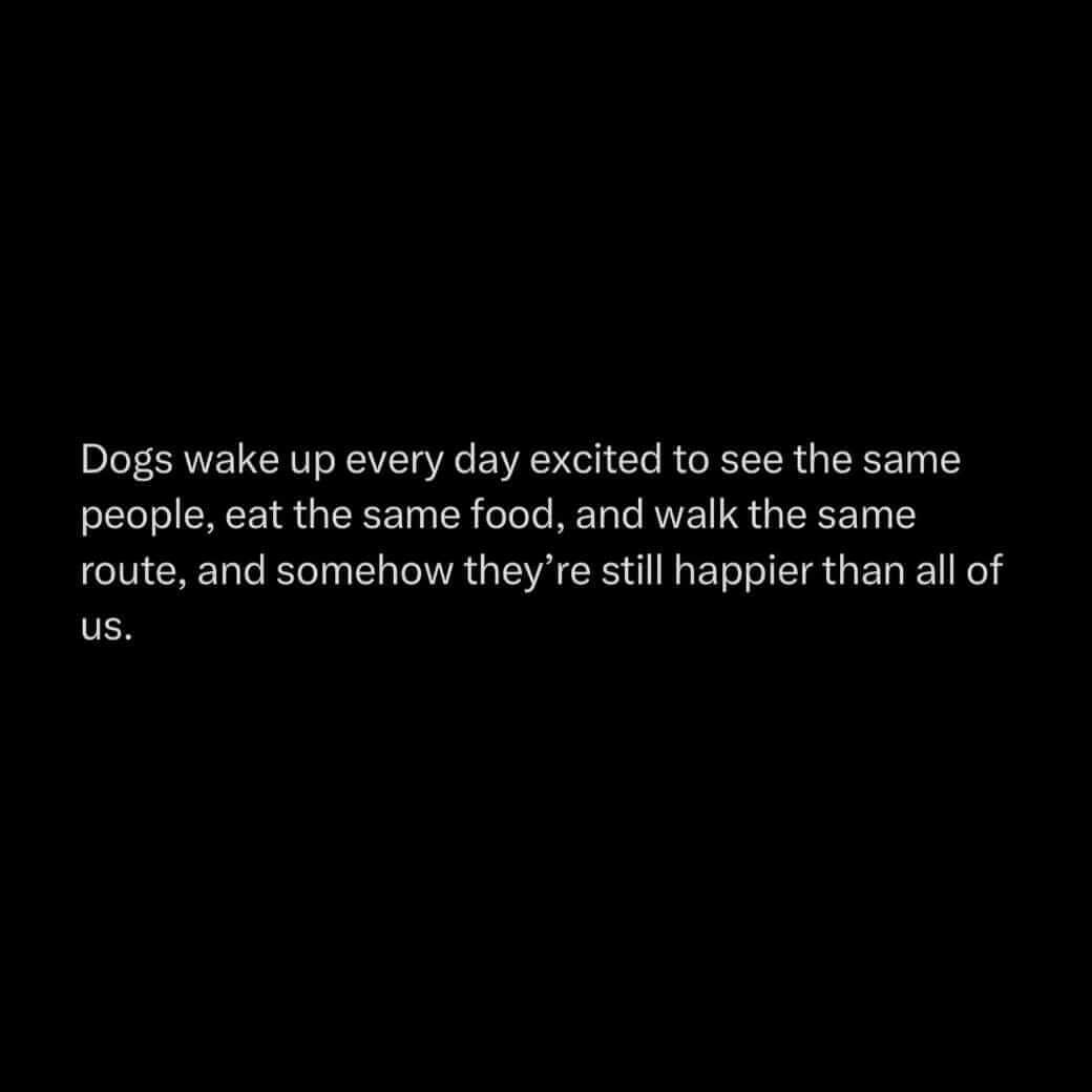 Dogs wake up every day excited to see the same people, eat the same food, and walk the same route, and somehow they're still happier than all of us.
