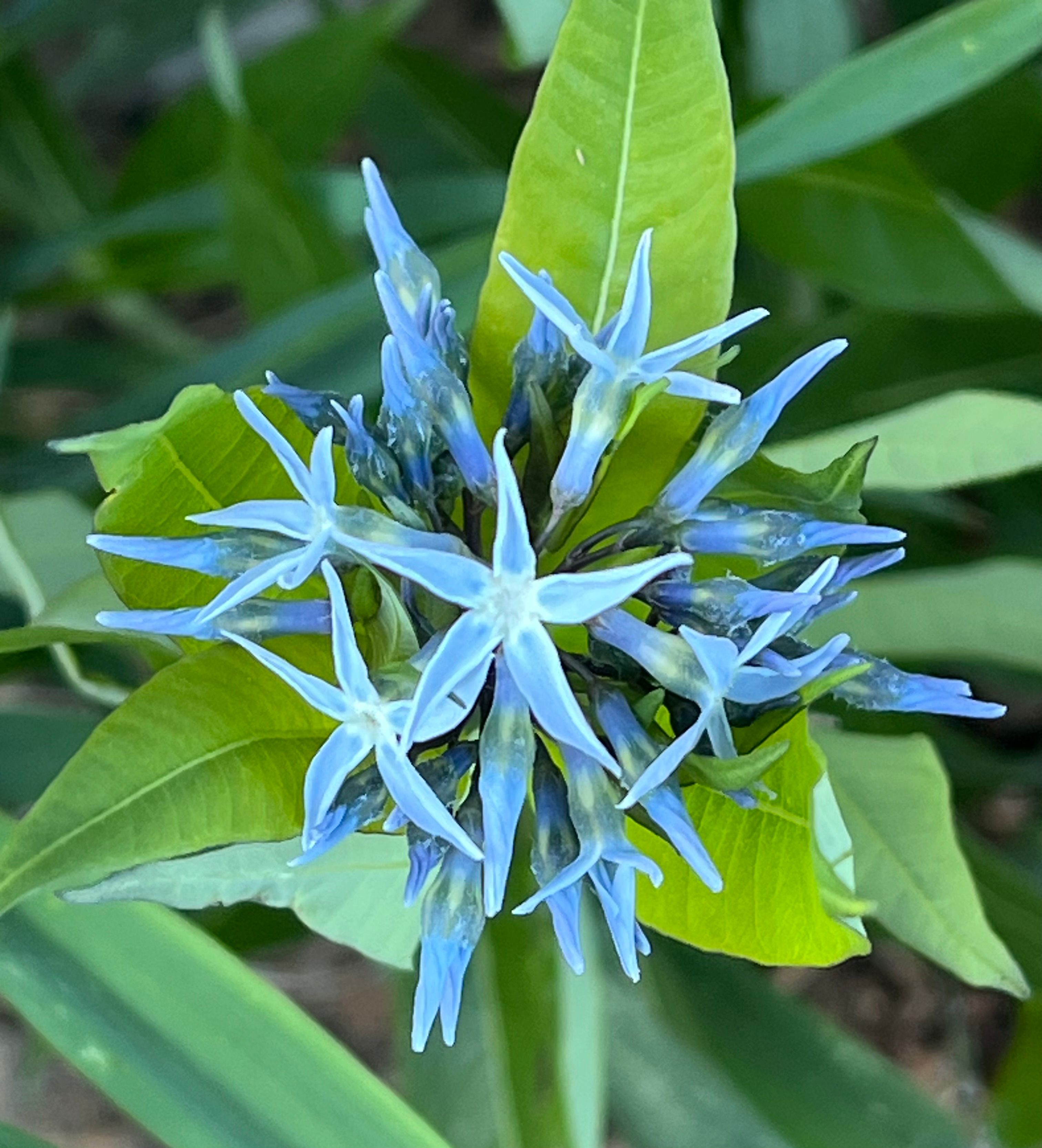 close up of blue star-shaped flowers with green leaves behind