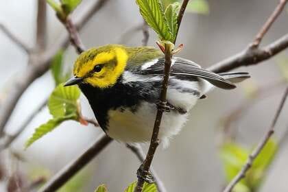 Birding Field Trip - Seneca Meadows Wetland Preserve