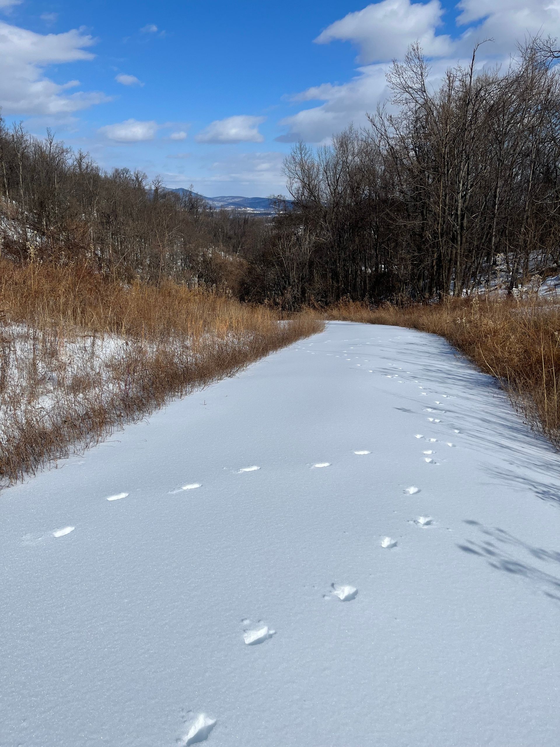A snow-covered path traversed by deer tracks. Woods on the right and meadow on the left.