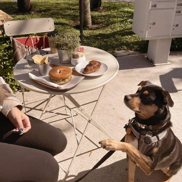 Dog Friendly Bakery