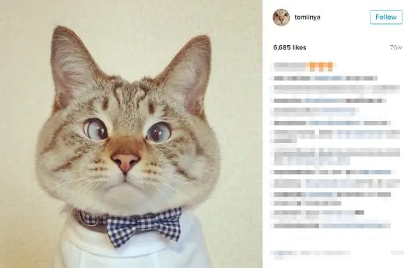cat