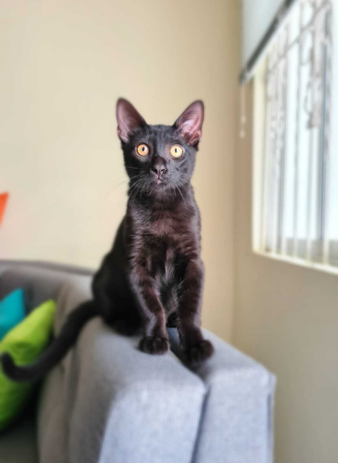 Foto de un gato de color negroo