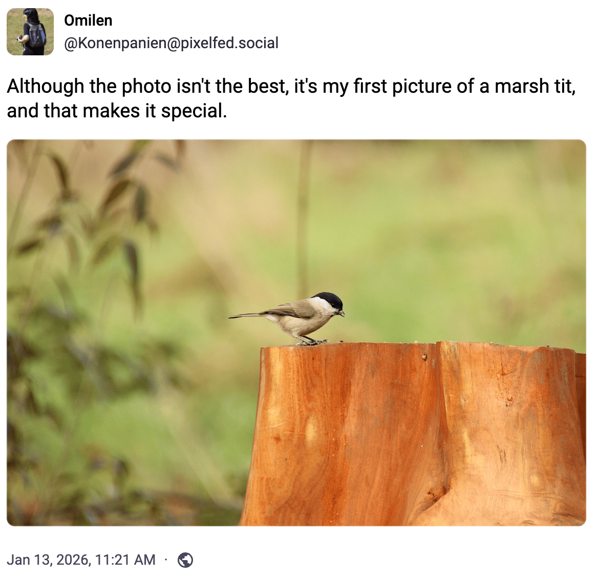 Although the photo isn't the best, it's my first picture of a marsh tit, and that makes it special.