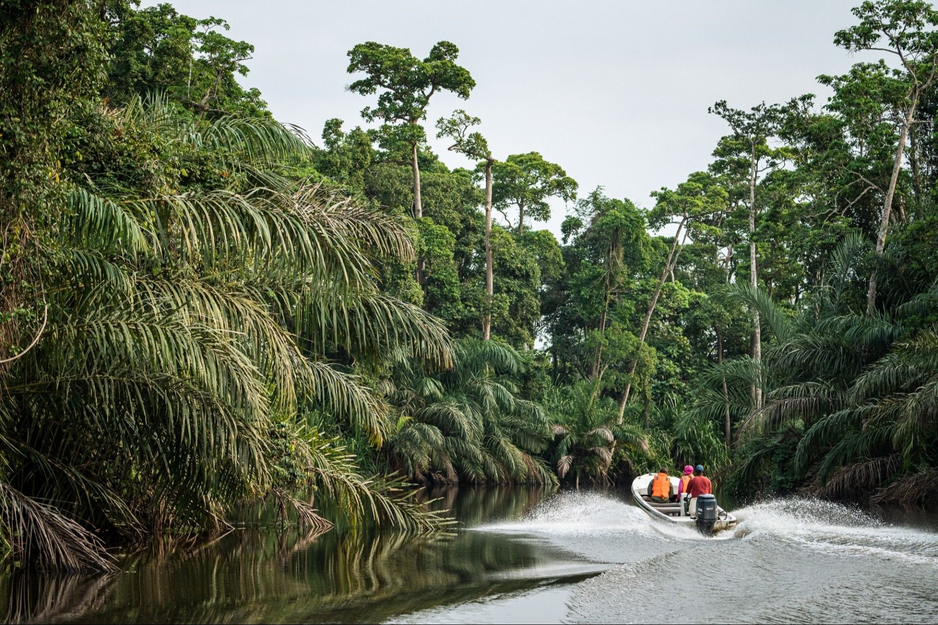 Photograph of the dense, natural rainforest canopy in Gabon.