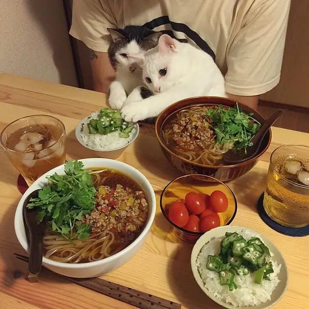 gatos-observando-humanos-cenar-naomiuno-3