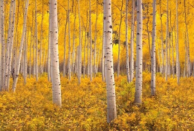 fishlake national forest