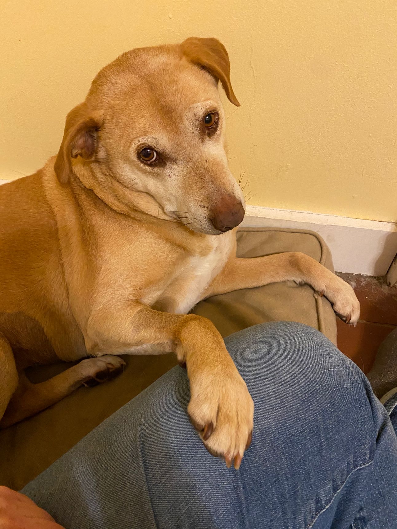 Nessa is lying on her bed, looking at me with big eyes and a “what now?’ expression. One of her paws is resting on my leg.