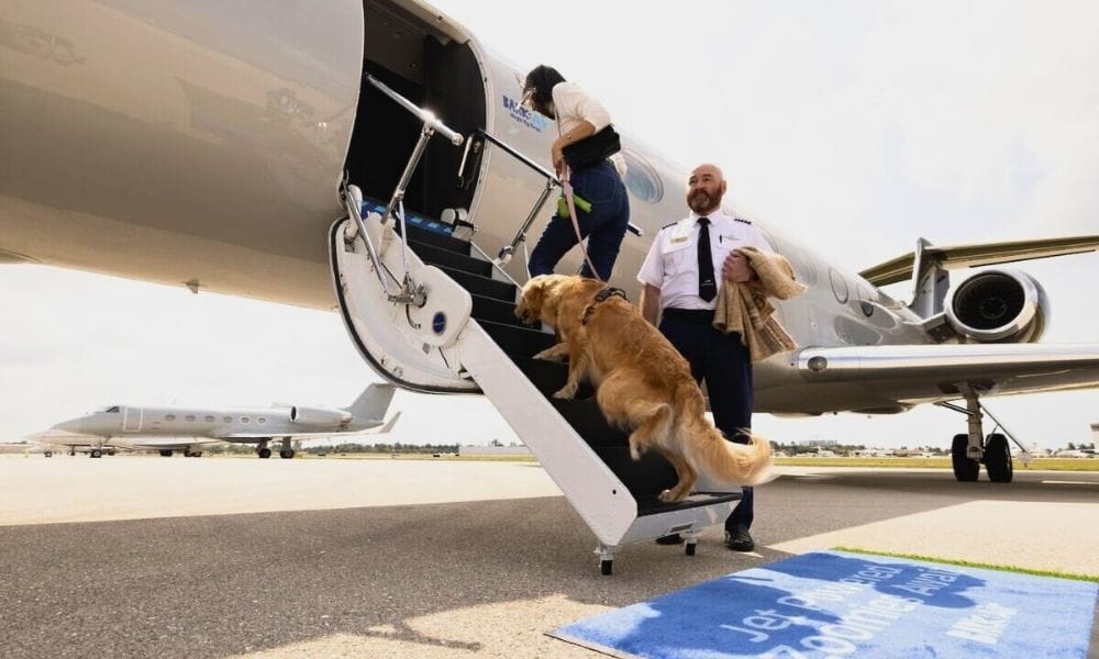 BARK Air: a golden retriever boarding a flight