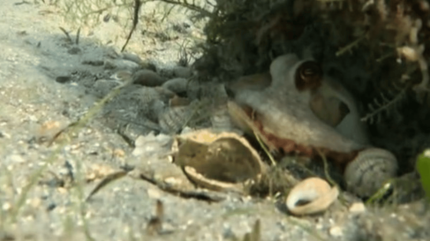 An octopus hides under plants with a shell collection.