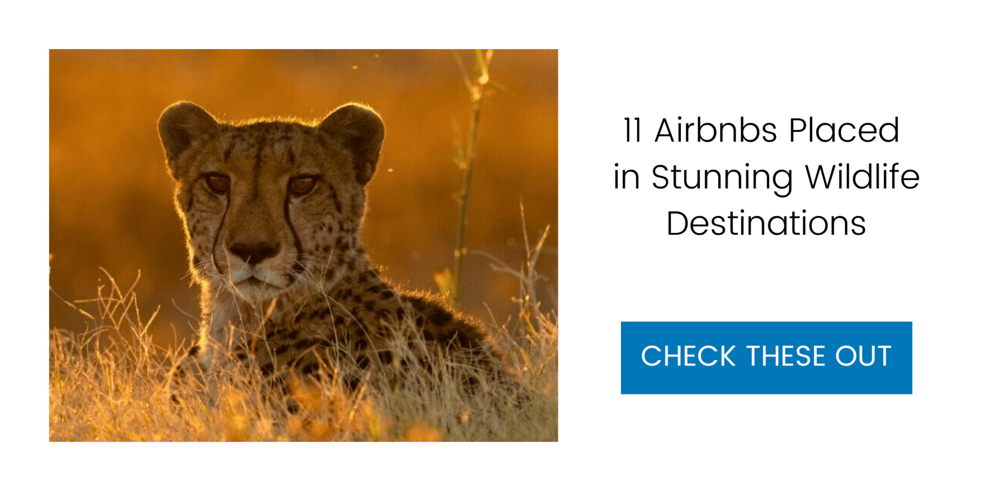 These 11 Airbnbs Place You in the Heart of the World's Most Stunning Wildlife Destinations