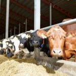 Food Prices Steady