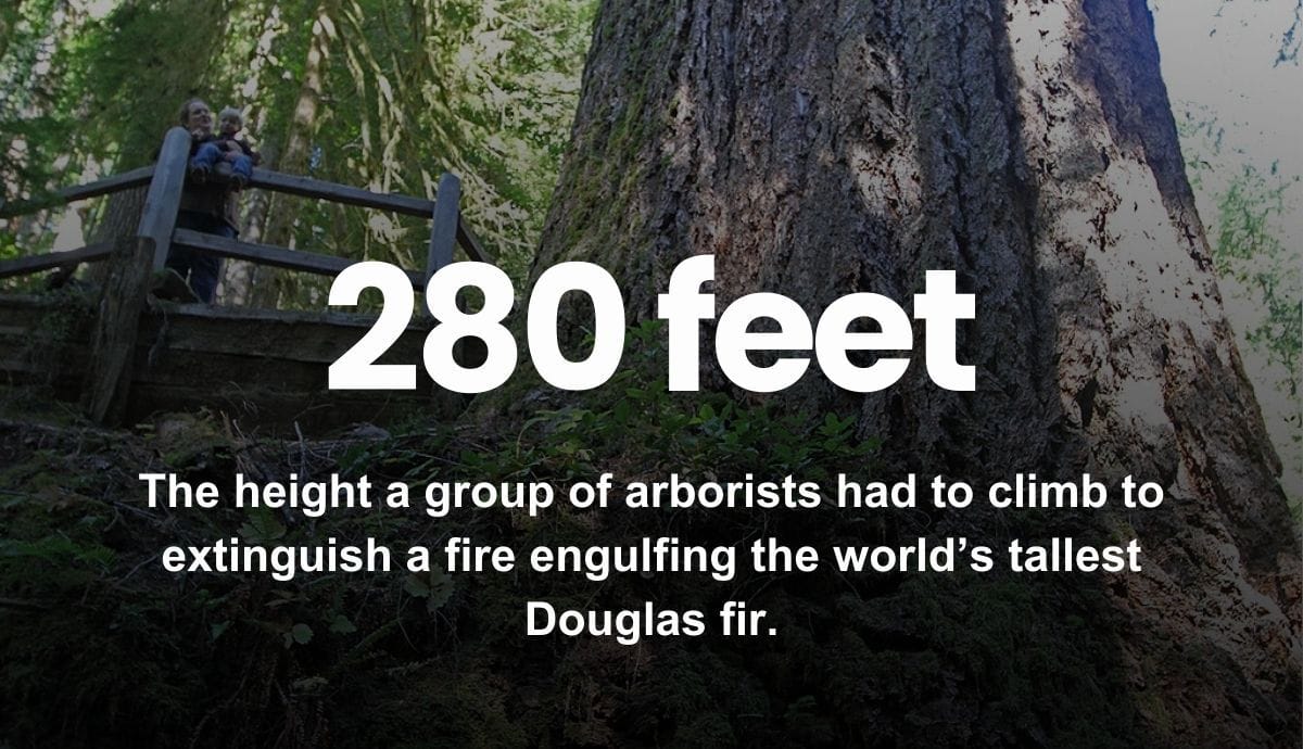 280 feet - The height a group of arborists had to climb to extinguish a fire engulfing the world’s tallest Douglas fir.